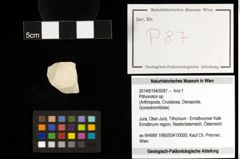 Foto (Objekt + Etiketten) von Pithonoton sp. 